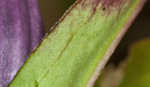 Bottle gentian